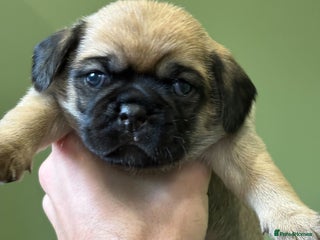 Puggle dogs - Advert 6