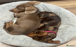 Miniature Dachshund dogs for sale: Lola and stitch the miniature dachshunds  - Image 4