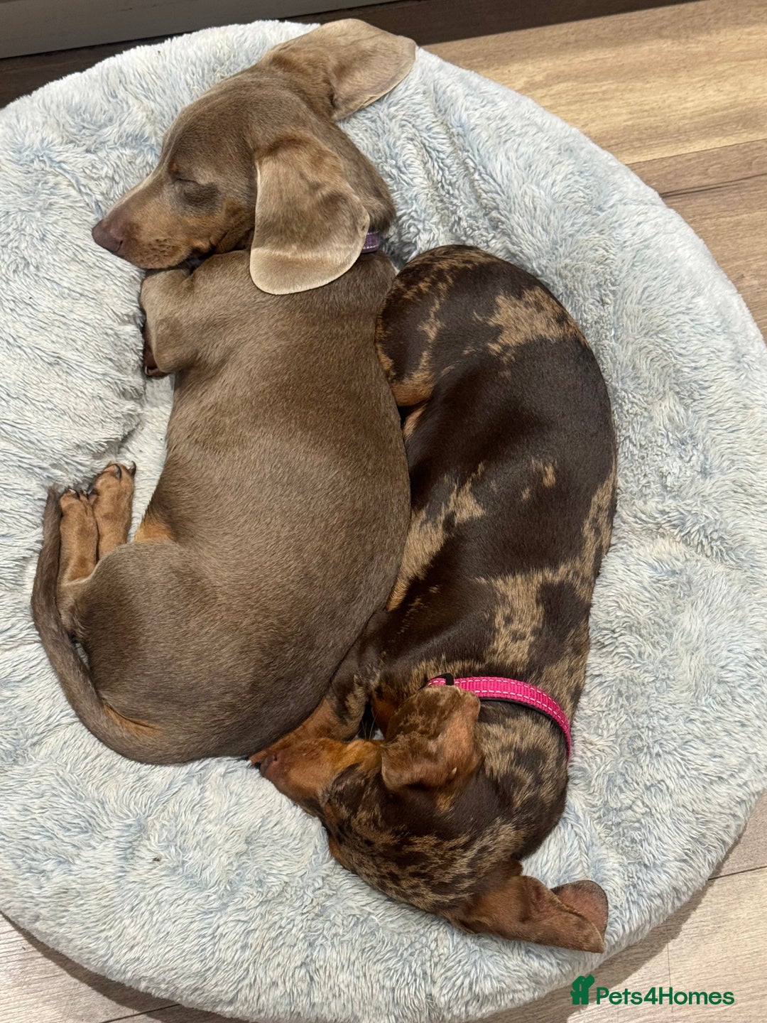 Miniature Dachshund dogs for sale: Lola and stitch the miniature dachshunds  - Image 4