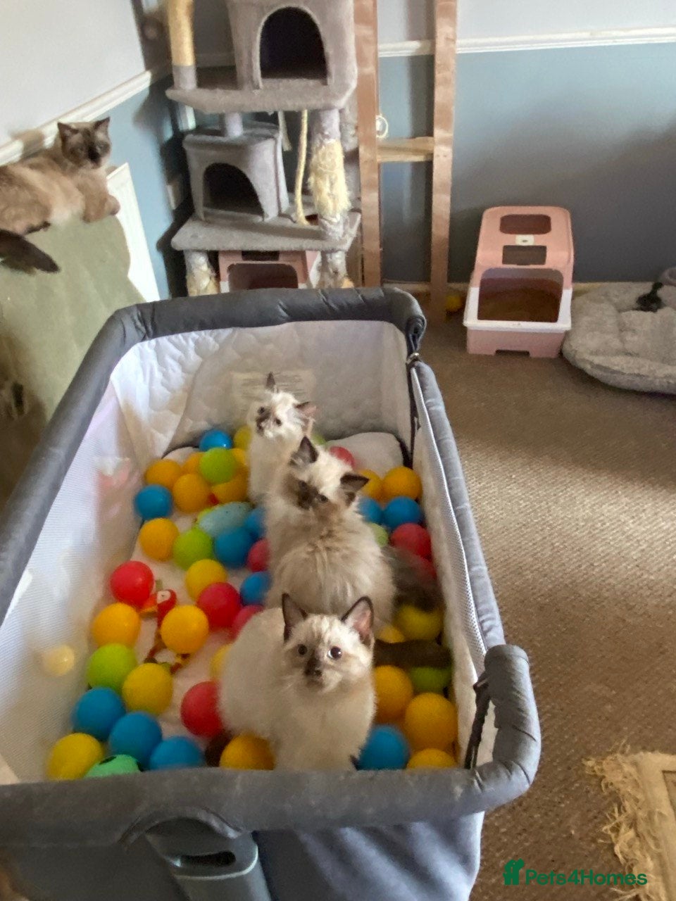 Ragdoll cats for sale: Lovely kittens ready for new parents  - Advert 1