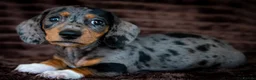 Miniature Dachshund dogs for sale: Stunning Mini Dachshunds. - Advert 1