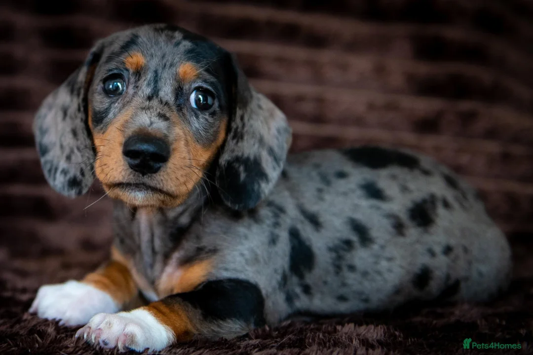 Miniature Dachshund dogs for sale: Stunning Mini Dachshunds. - Advert 1
