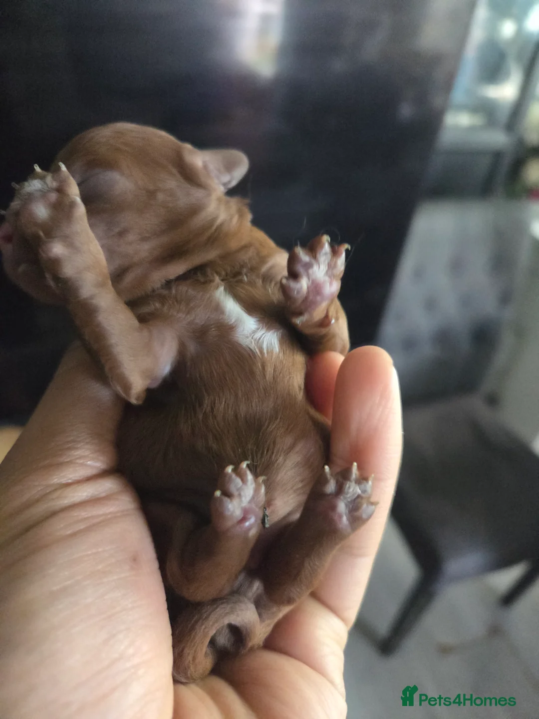 Cavapoo dogs for sale: 5x Asian Toy Poodle X Cavapoo Puppies  - Advert 9