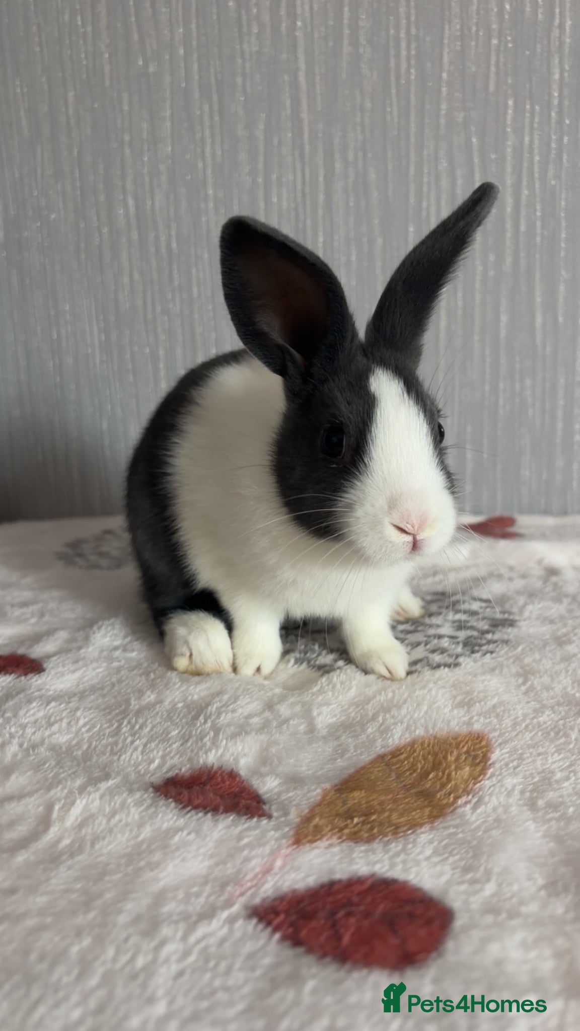 Dutch rabbits 2 dutch brothers ready soon‼️ - Advert 2