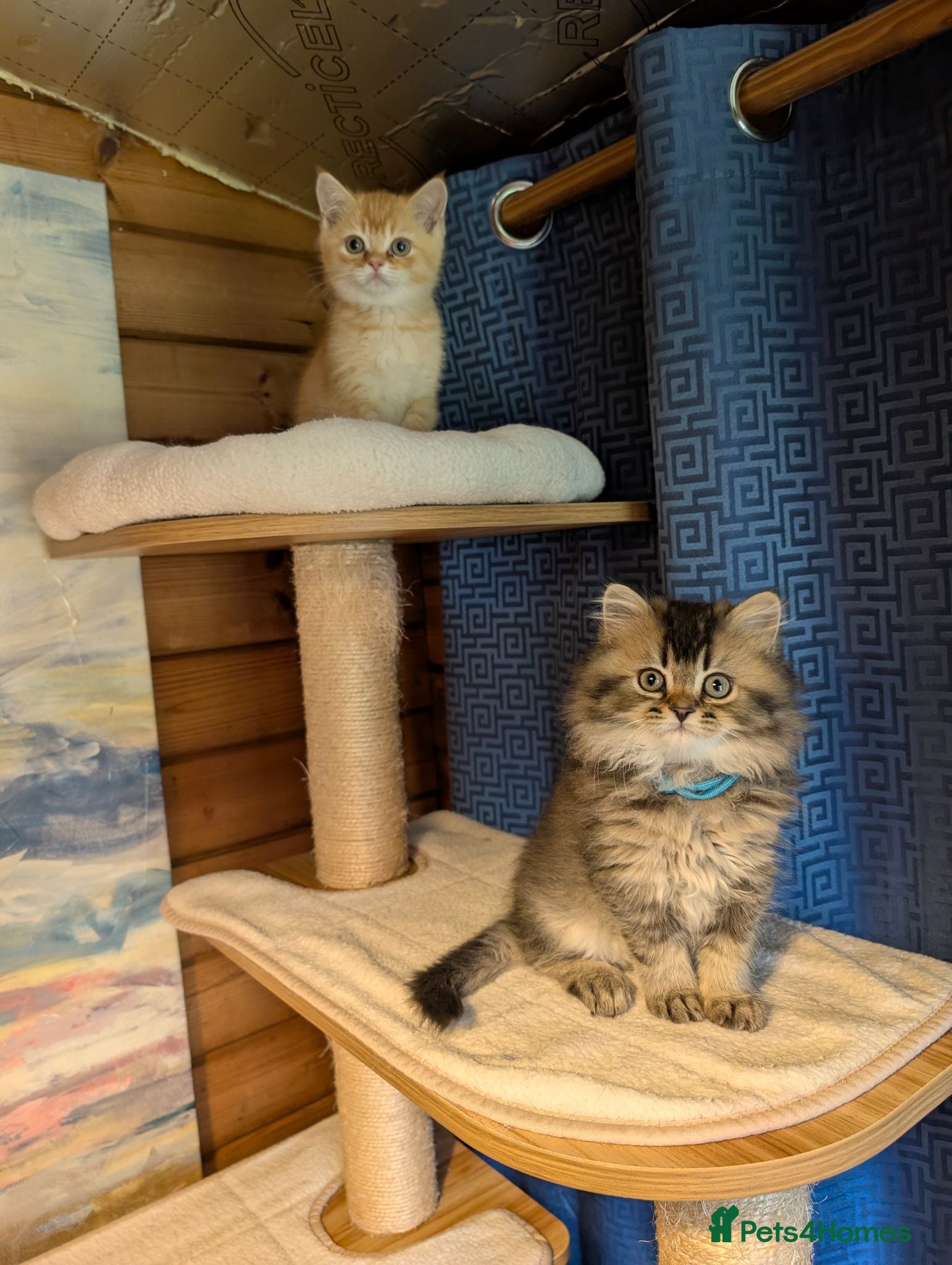 Scottish Fold cats ⭐ Ready Now Scottish straight kitten⭐ - Advert 2