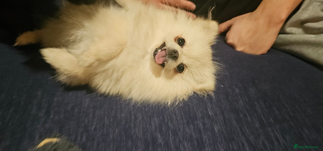 Pomeranian dogs for sale: Beautiful  ** -Size Pomeranian Girl - Image 6