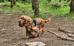 Cocker Spaniel dogs for sale: Stunning Show type Cocker Spaniels - Image 11