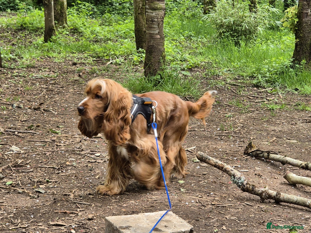 Cocker Spaniel dogs for sale: Stunning Show type Cocker Spaniels - Image 11