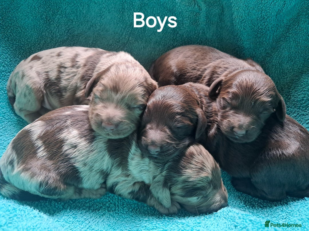 Cockapoo dogs for sale: Toy F1 Cockerpoo merle and chocolate puppies  - Advert 3