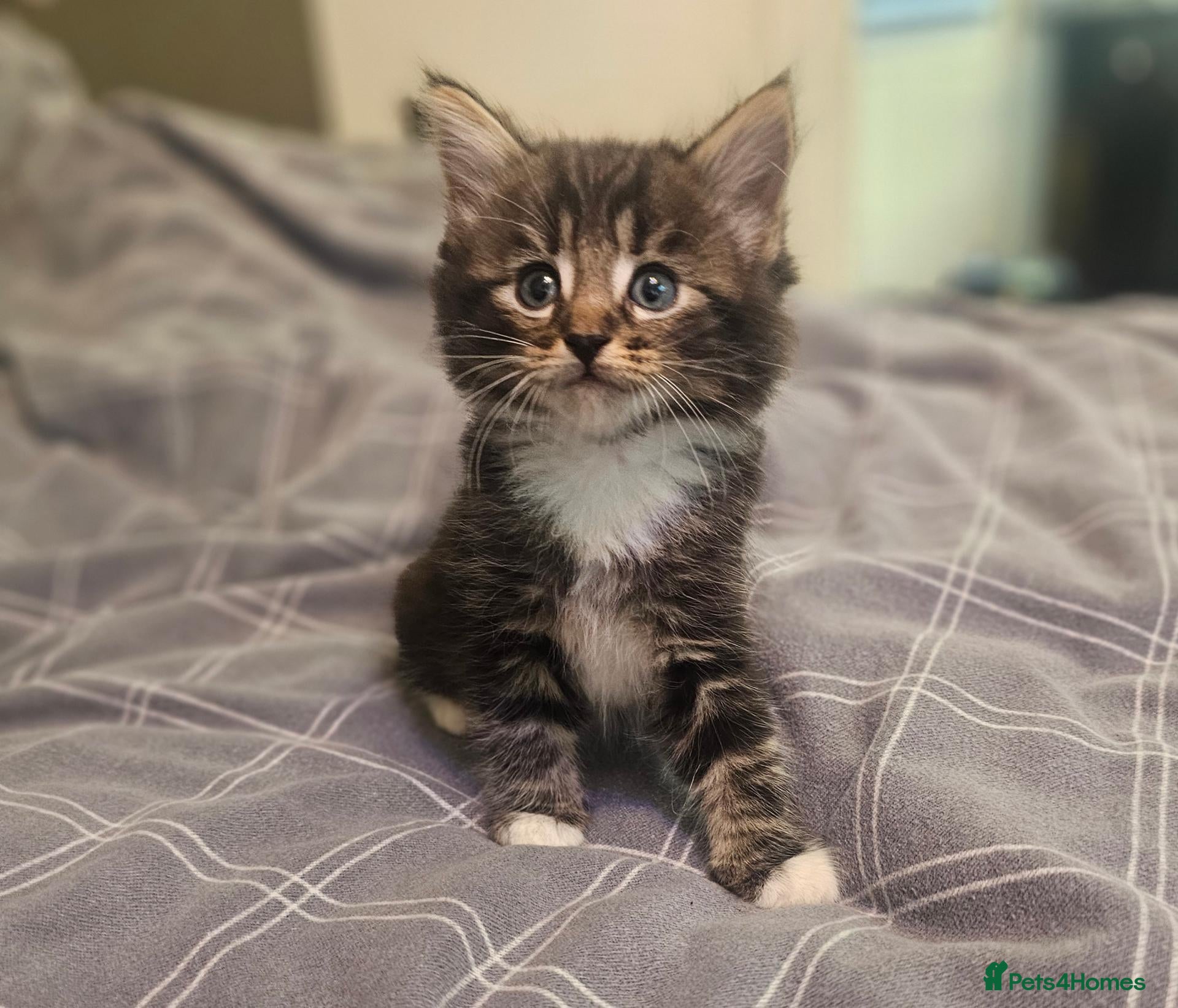 Mixed Breed cats  Kittens - Advert 18