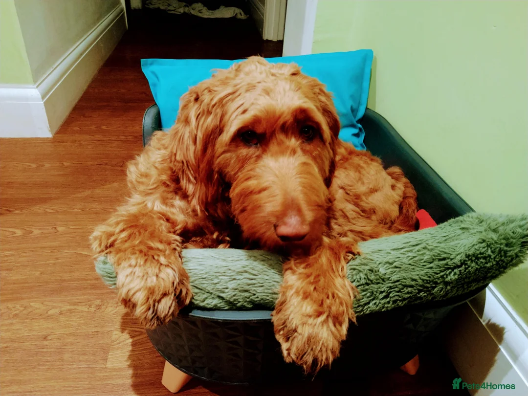 Goldendoodle dogs for sale: Goldendoodle puppies - Advert 3