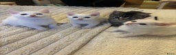 Turkish Angora cats for sale: Adorable Turkish Angora Kittens – Ready Now 🐾 - Advert 2