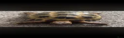 Tortoise reptiles for sale: Horsfield tortoise  in Barry - Advert 1
