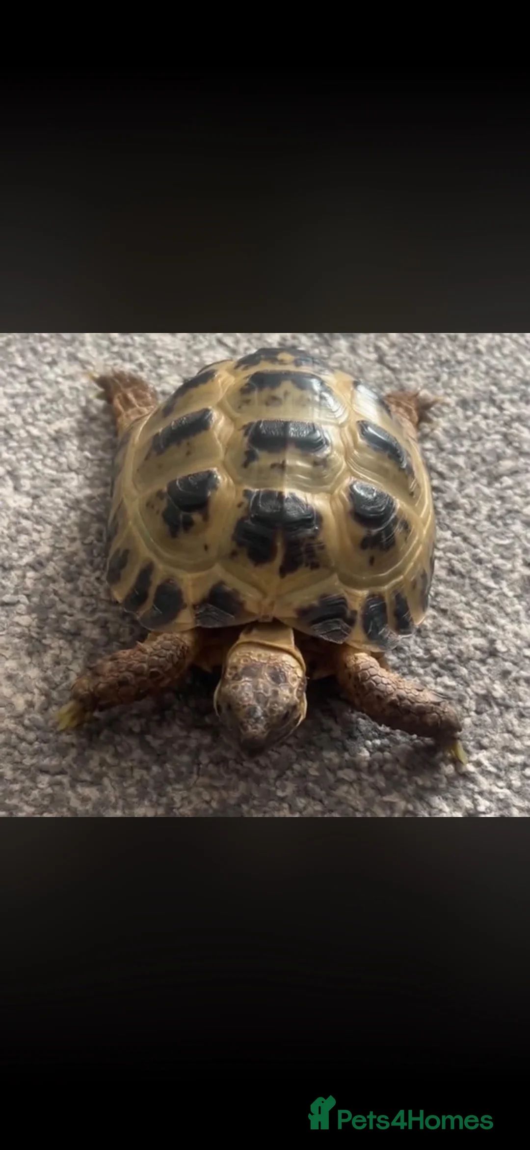 Tortoise reptiles for sale: Horsfield tortoise  in Barry - Advert 1