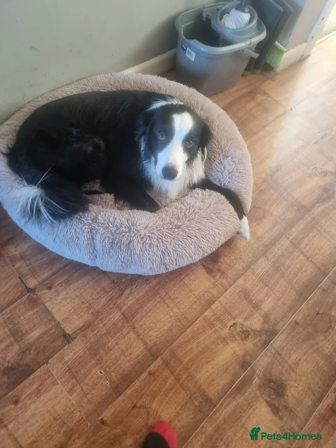 Border Collie dogs for stud: Charlie - Advert 4