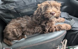 Labradoodle dogs for sale: Mini Chocolate Labradoodle DNA checked  - Image 7