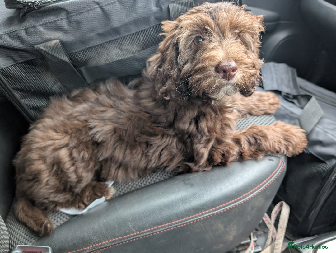 Labradoodle dogs for sale: Mini Chocolate Labradoodle DNA checked  - Image 7