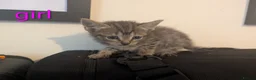 Mixed Breed cats for sale: Gorgeous Kittens Ready for their new homes now.  - Advert 26