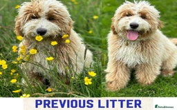 Australian Labradoodle dogs for sale: Exceptionally bred for Health! Temperament! Looks! - Advert 6