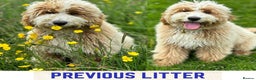 Australian Labradoodle dogs for sale: Exceptionally bred for Health! Temperament! Looks! - Advert 24