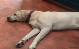 Labrador Retriever dogs for sale: Friendly Lab looking for loving new home - Image 2