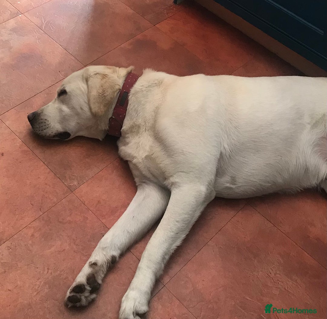 Labrador Retriever dogs for sale: Friendly Lab looking for loving new home - Image 2