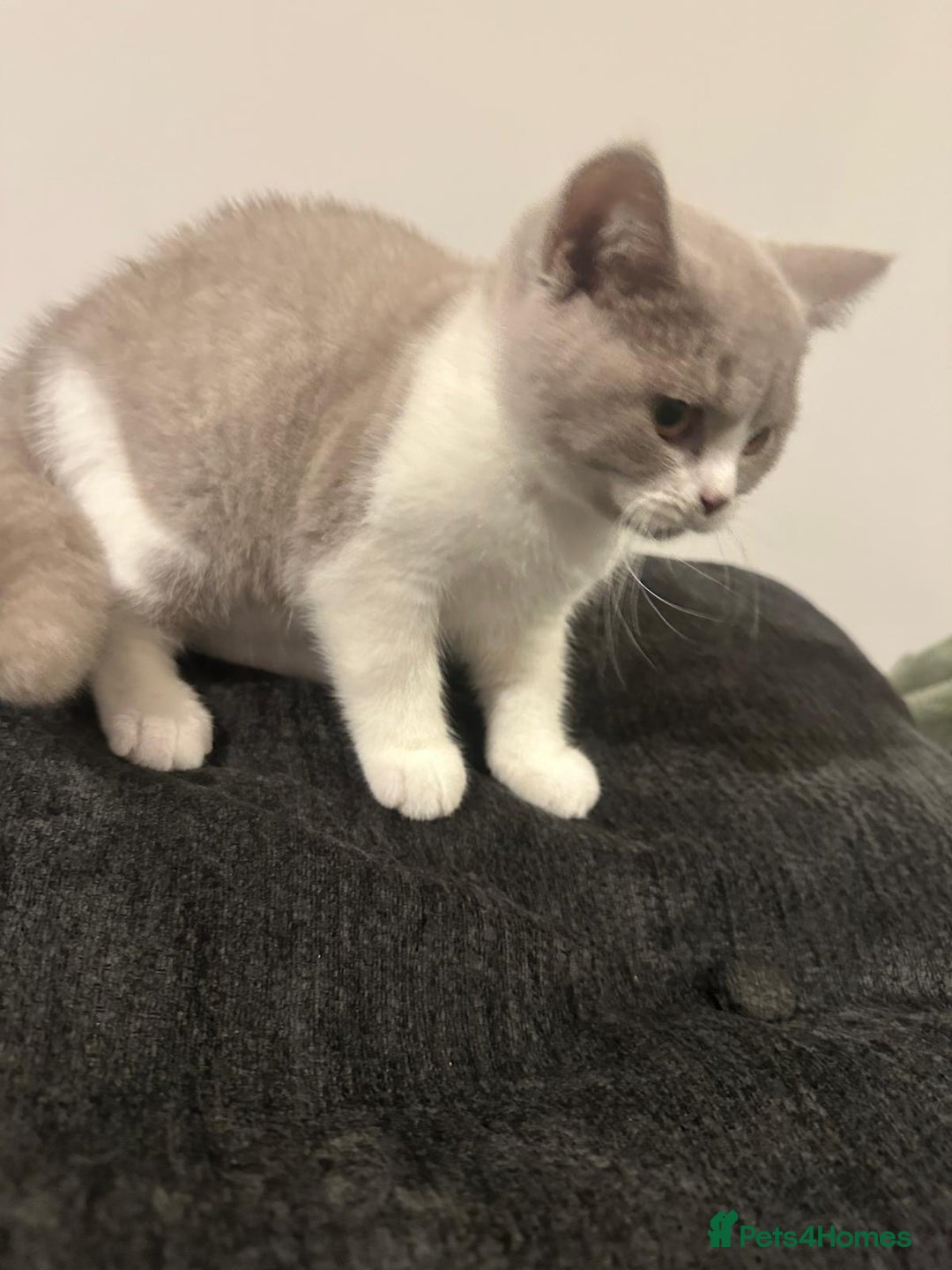 British Shorthair cats for sale: Adorable baby cats - Advert 13