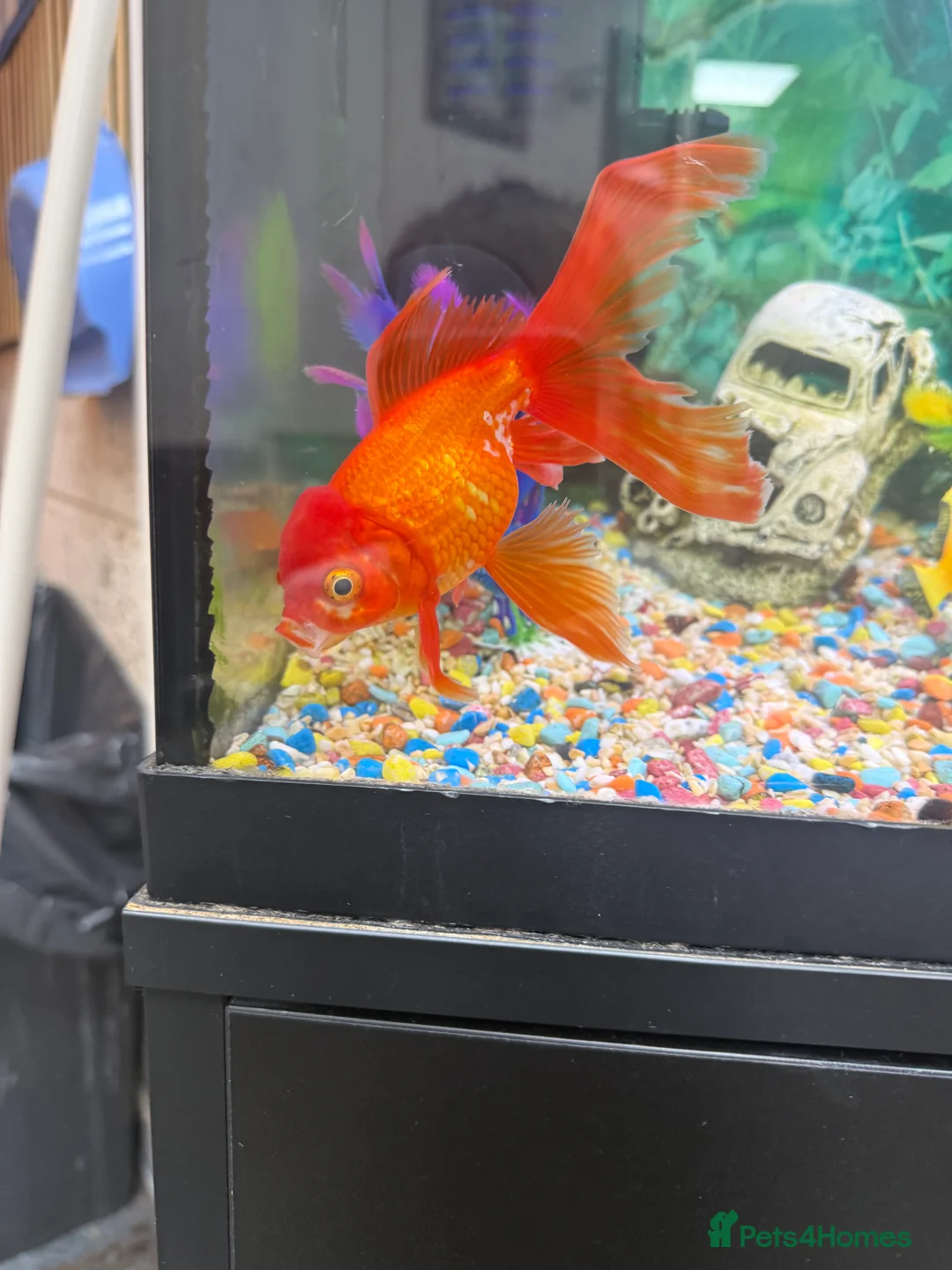 Mixed Breed dogs for sale: Pocket bulldog  Siberian husky x pocket pitskys - Advert 4