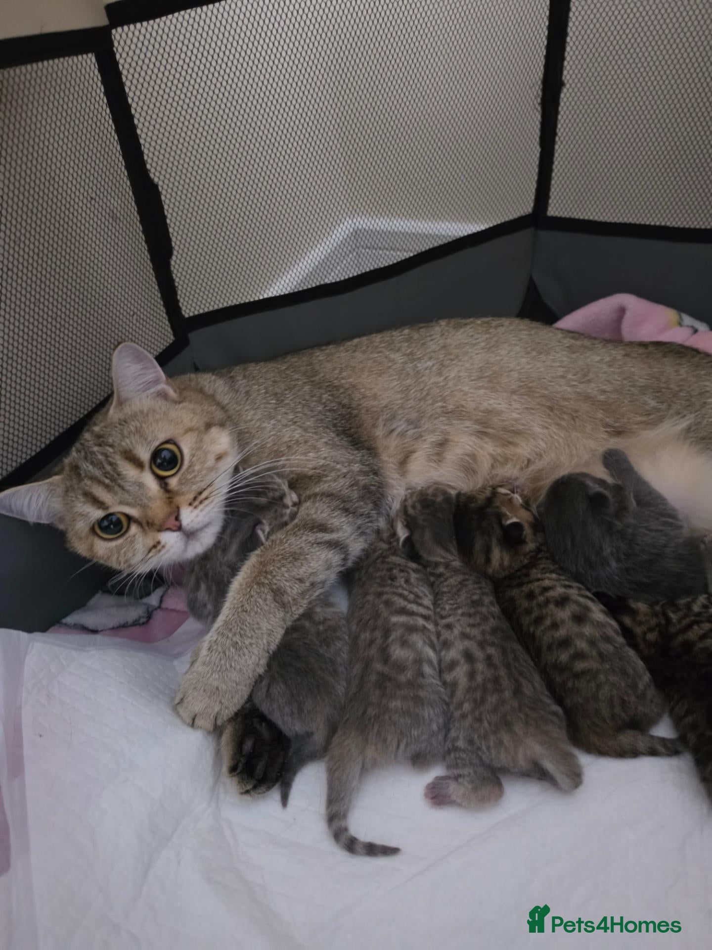 British Shorthair cats Bsh Kittens ready to go  - Advert 1