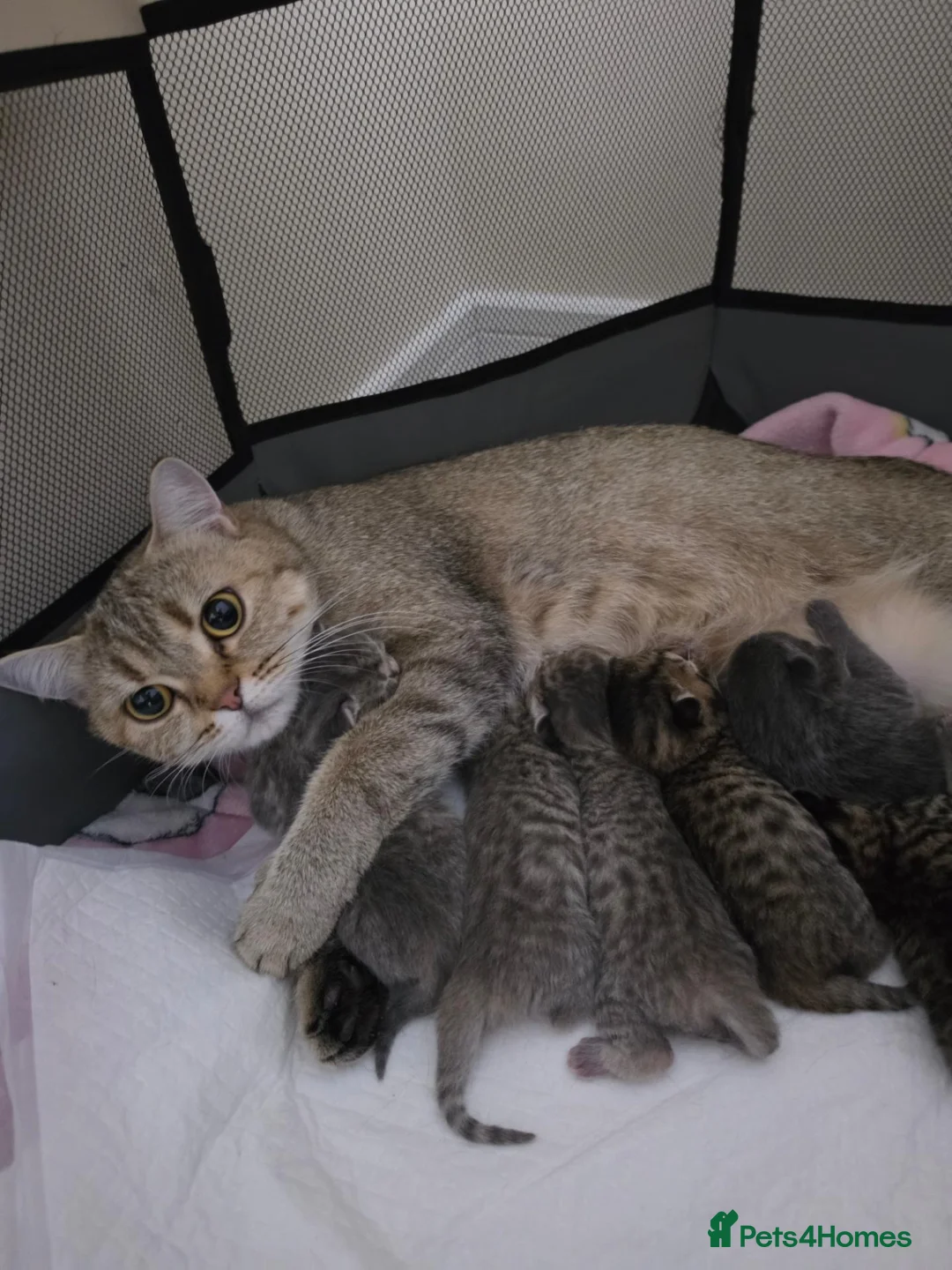 British Shorthair cats for sale: Bsh Kittens ready to go  in Glasgow - Advert 1