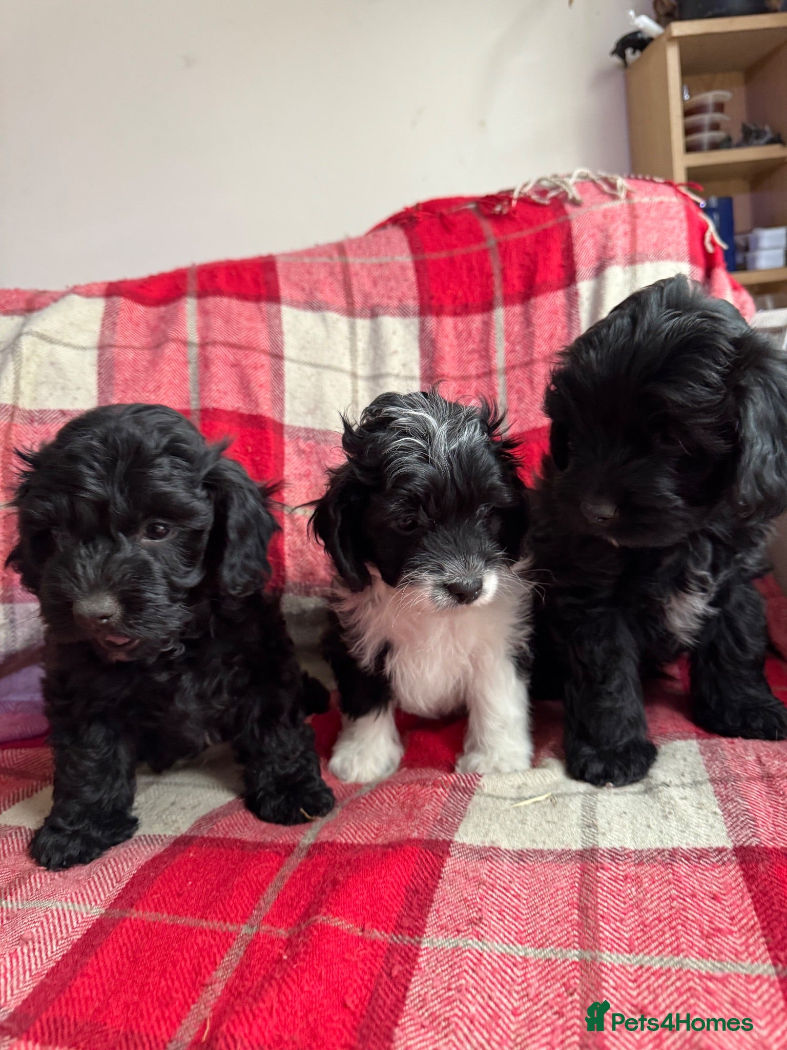 Mixed Breed dogs Springer-Poo puppies 11th August ready. - Advert 1