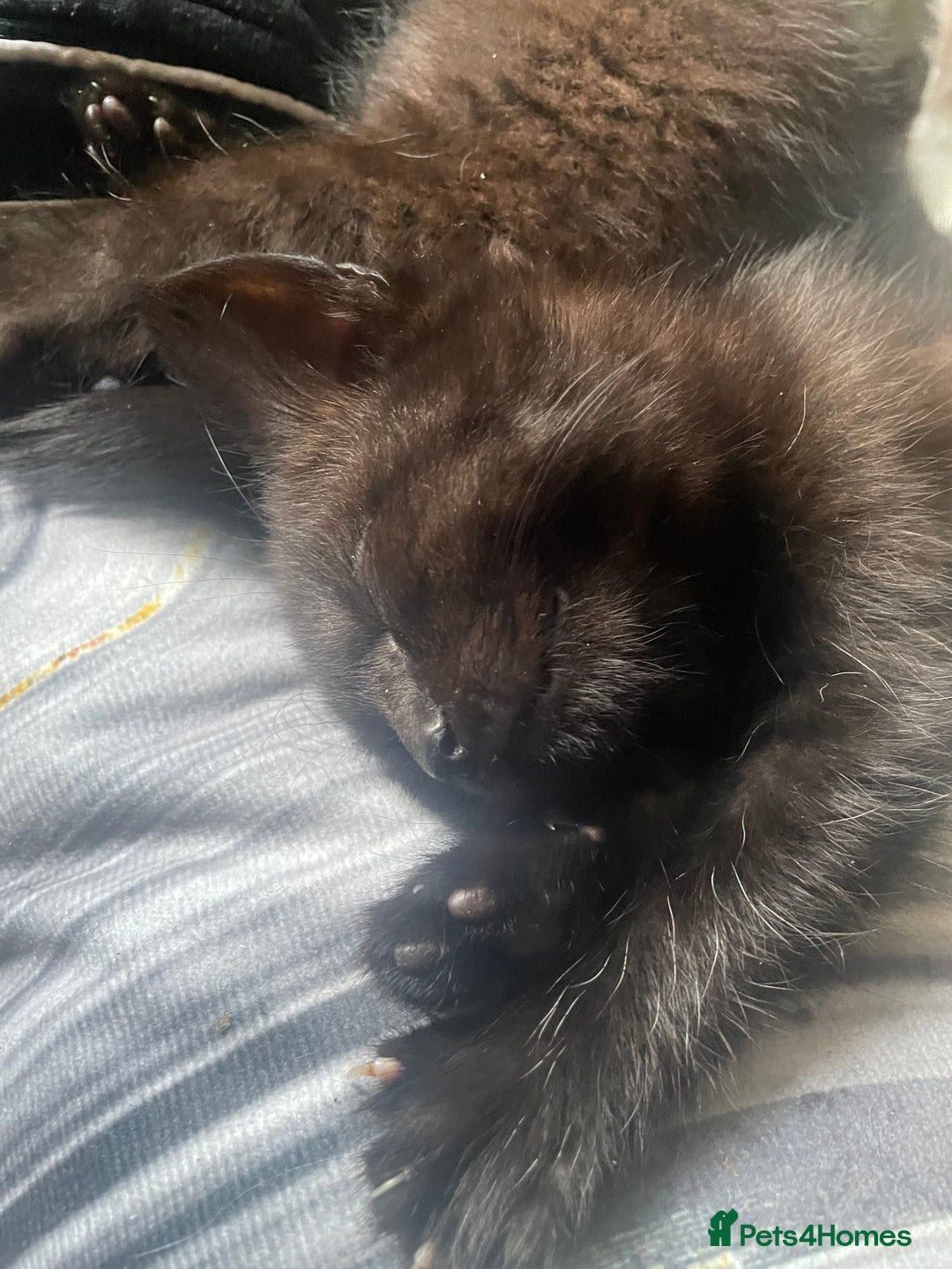 Mixed Breed cats for sale: All black kittens - Image 12