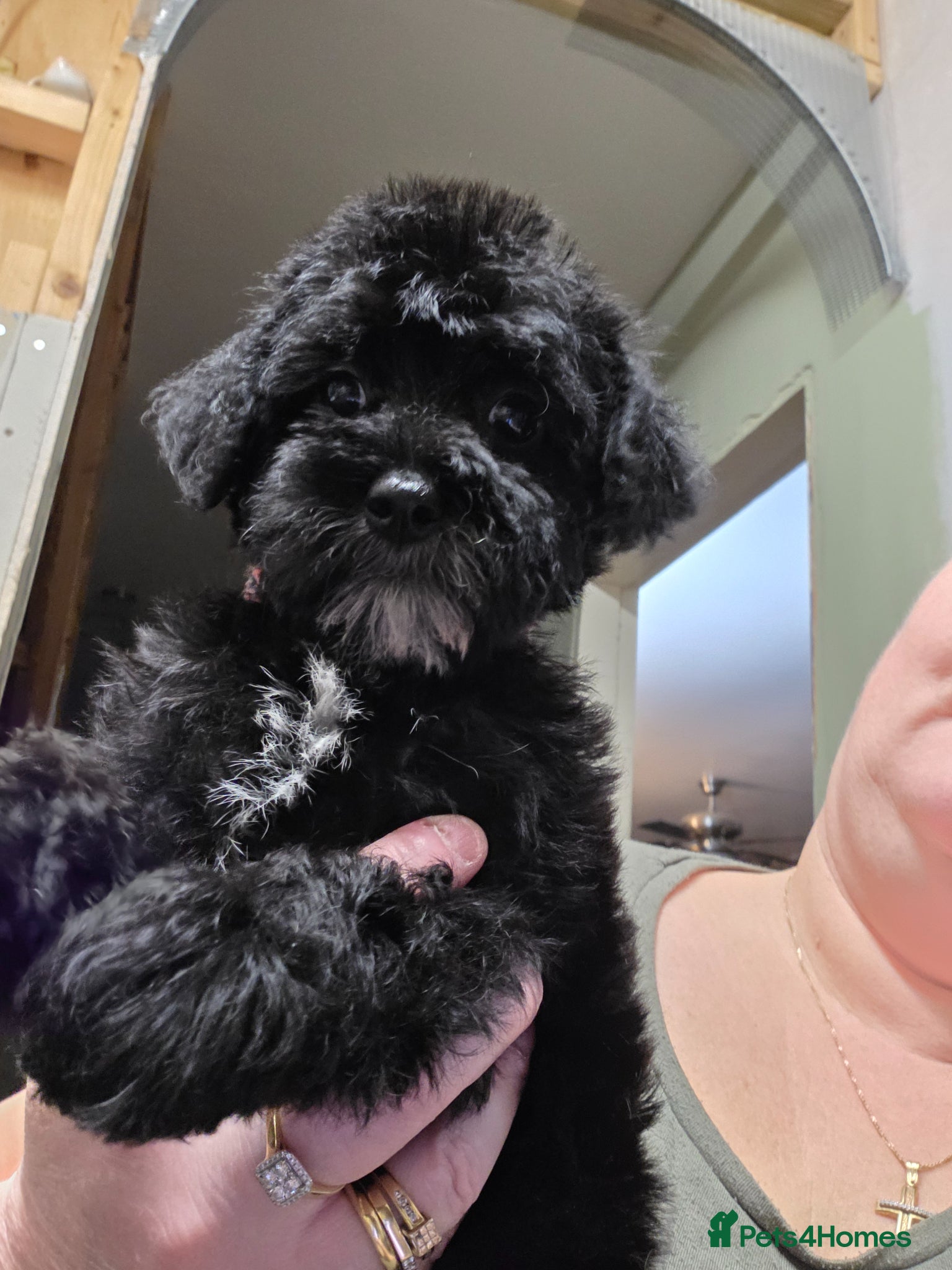 Schnoodle dogs Beautiful Schnoodle Puppies - Advert 1