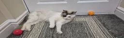 Ragdoll cats for sale: Beautiful Female Ragdoll Looking for a Loving Home - Advert 7