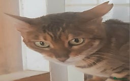 Bengal cats for sale: SBT Tica Bengal  retired female Bianca  - Advert 5