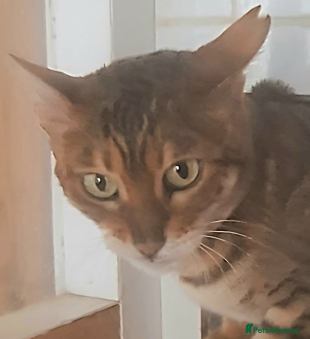Bengal cats for sale: SBT Tica Bengal  retired female Bianca  - Advert 5