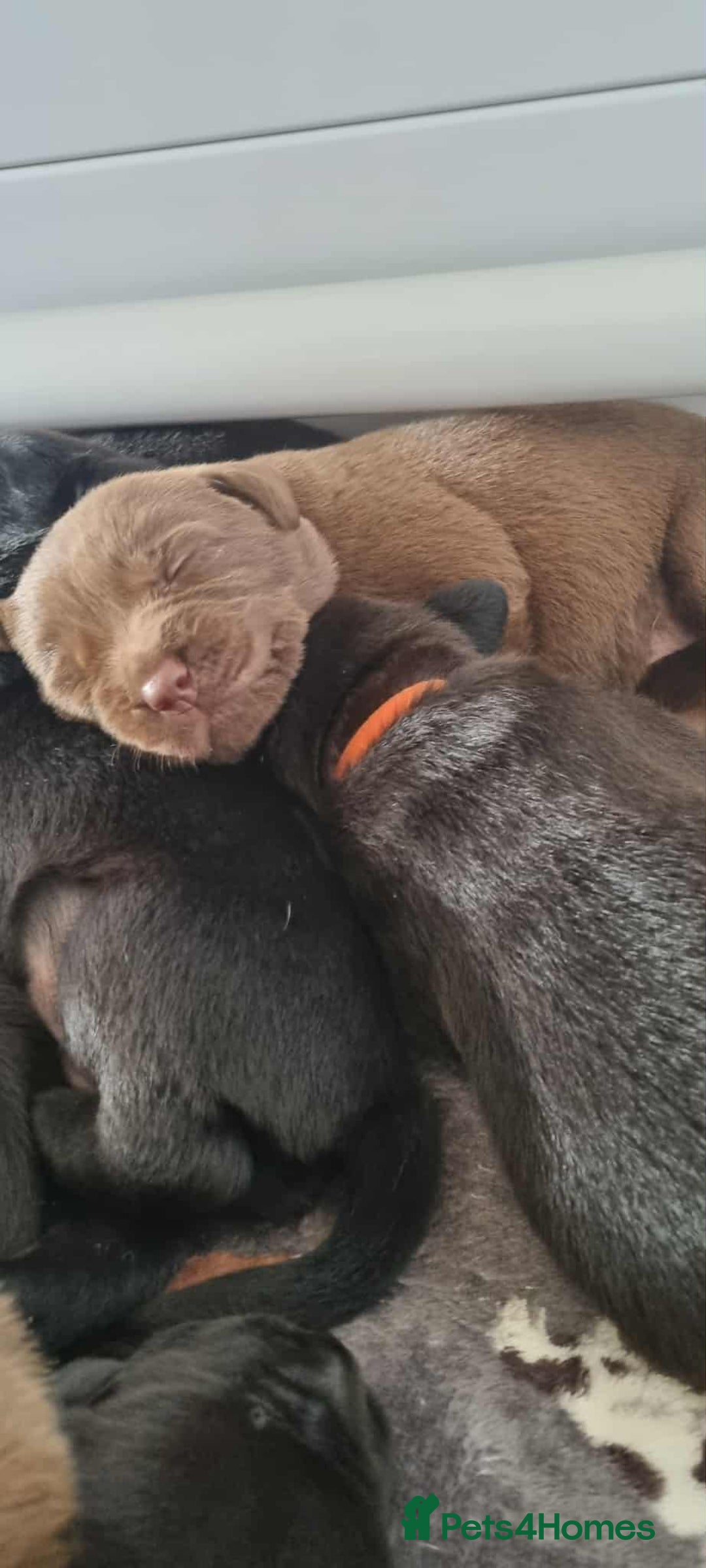 Labrador Retriever dogs for sale: Beautiful pedigree labrador puppies  - Image 38
