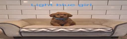 Cavapoochon dogs for sale: Beautiful Cavapoochons puppies 🤩 - Advert 8