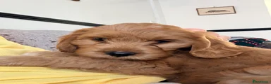 Cavapoo 3