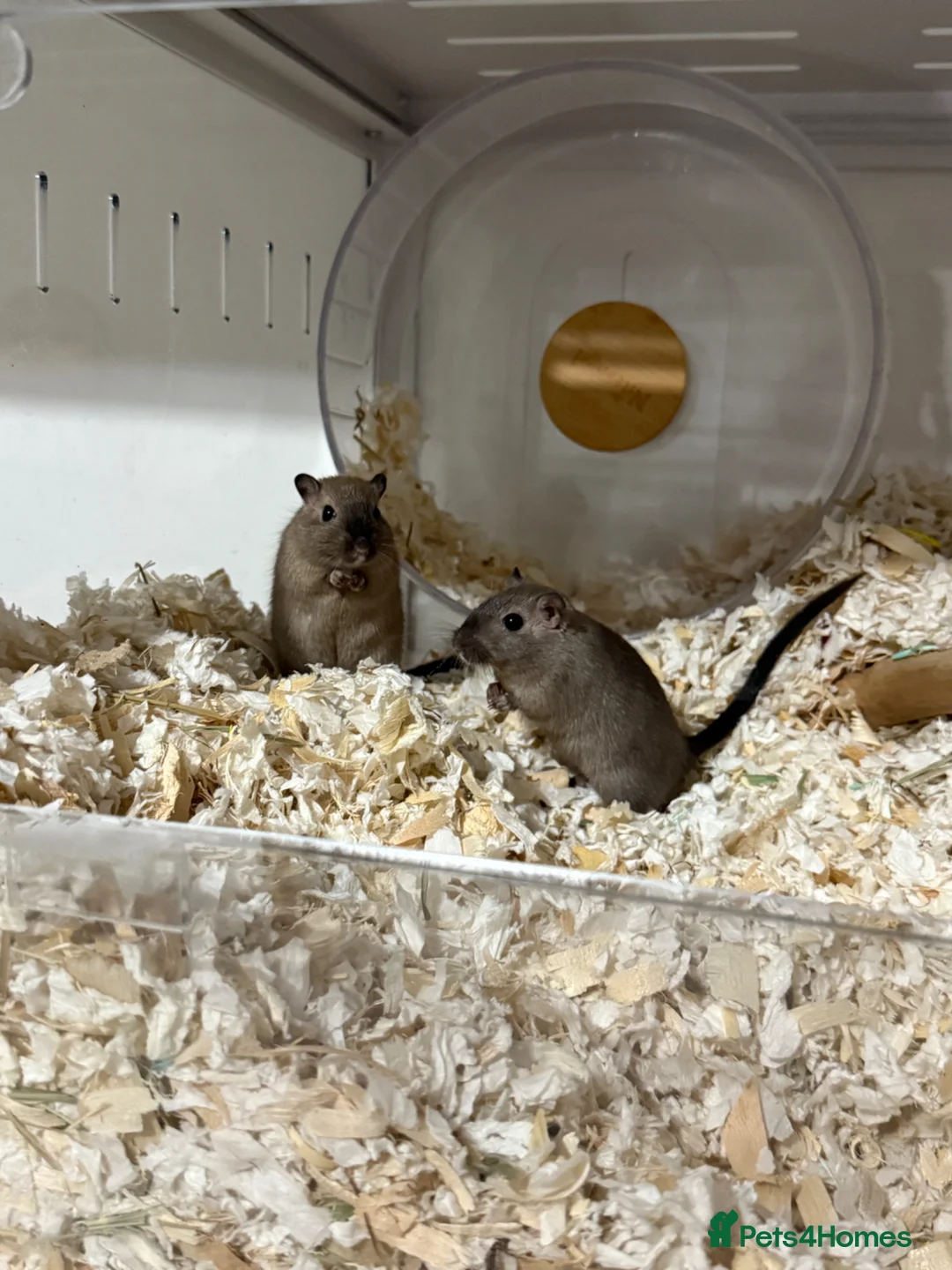Gerbil rodents for sale: 2 Male Gerbils + BUCATSTATE Setup - Advert 1