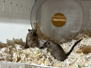Gerbil rodents 2 Male Gerbils + BUCATSTATE Setup - Advert 3