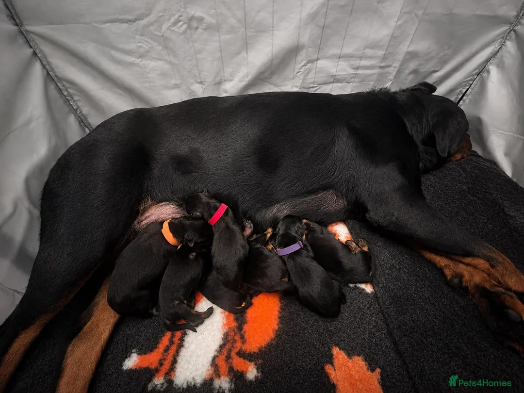Rottweiler dogs for sale: KC reg health tested Rottweiler puppies - Advert 2