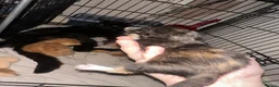 Mixed Breed cats for sale: Baby’s need a new loving home  - Advert 5