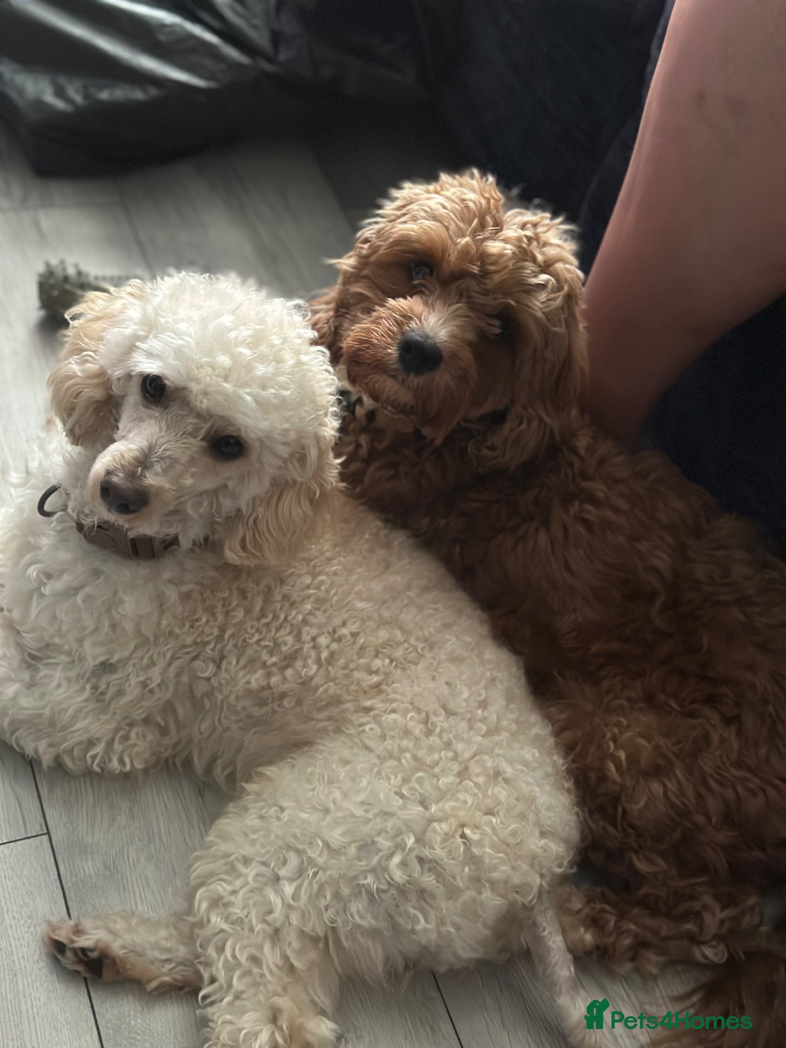 Cavapoo dogs Amazing F1B Cavapoos  - Advert 1