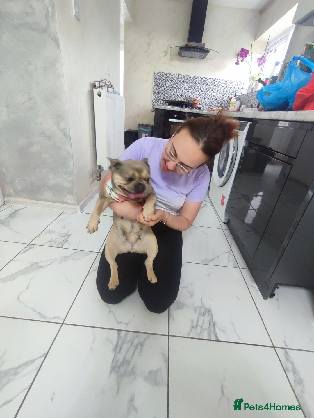 French Bulldog dogs for sale: Bulldog franch  - Image 16