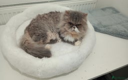 Persian cats for sale: Mother & daughter rehoming together pls - Image 6