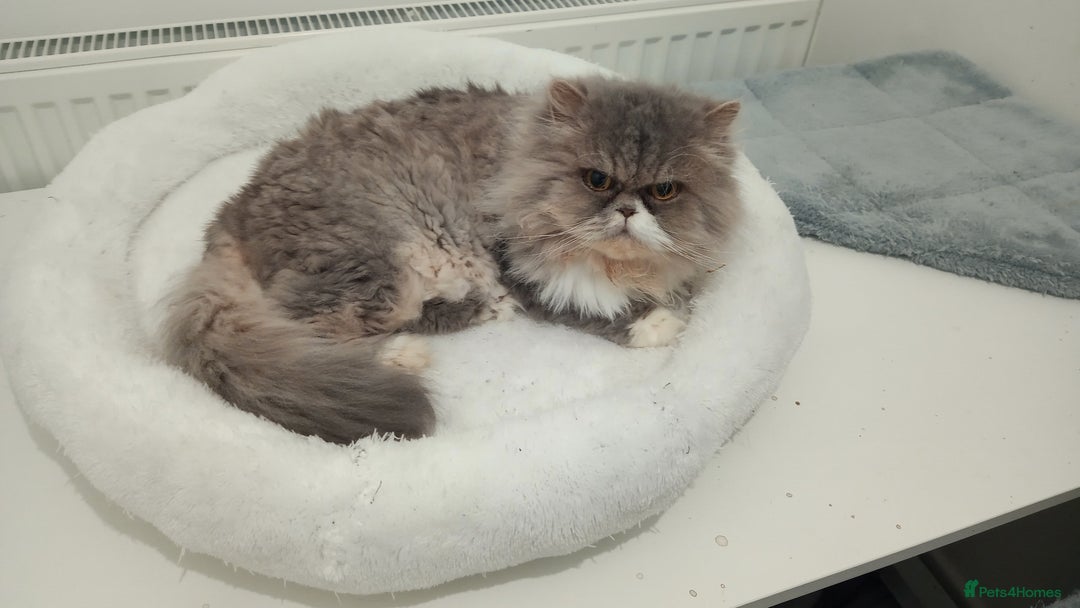 Persian cats for sale: Mother & daughter rehoming together pls - Image 6