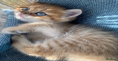 British Shorthair cats Very special BSH Golden kittens  - Advert 2