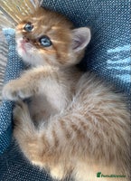 British Shorthair cats Very special BSH Golden kittens - Advert 2