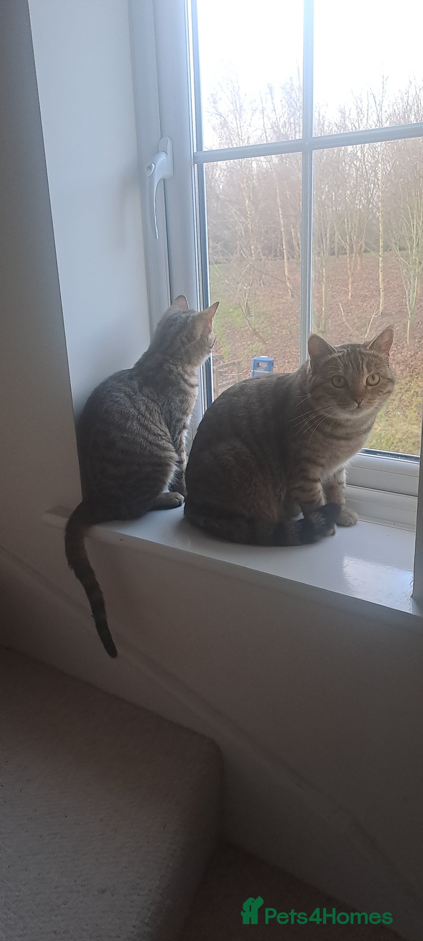 Mixed Breed cats Quarter Bengal kittens, looking for forever homes  - Advert 11